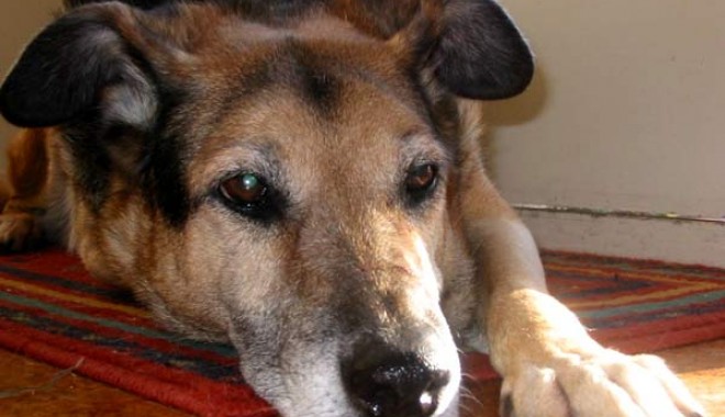 Legea Protecției Animalelor funcționează la Cerchezu! - caine1336426689-1370875168.jpg