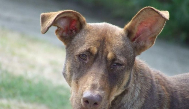 Medic veterinar acuzat de malpraxis. Sute de câini au murit! - caine13474732351362303844-1366296647.jpg