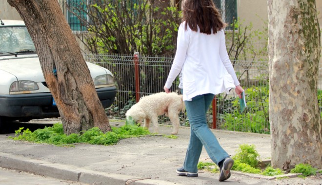 Proprietar de câine? Iată ce ești obligat să faci, de acum înainte - caine1366300628-1389265113.jpg