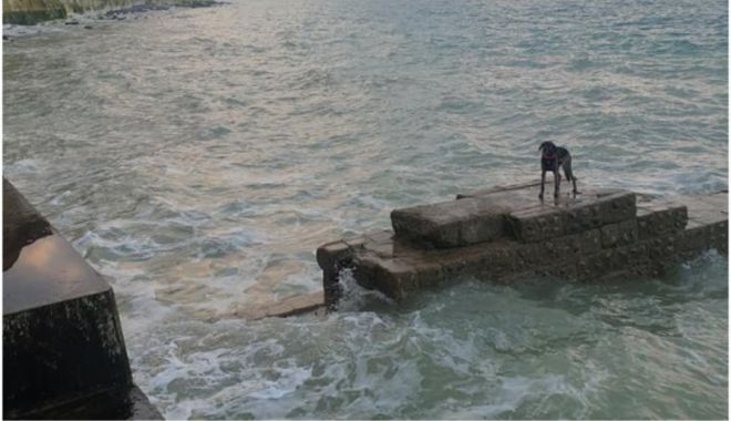 Un câine, rămas blocat pe o plajă, a fost salvat de Garda de Coastă, în East Sussex - caine4-1642340948.jpg