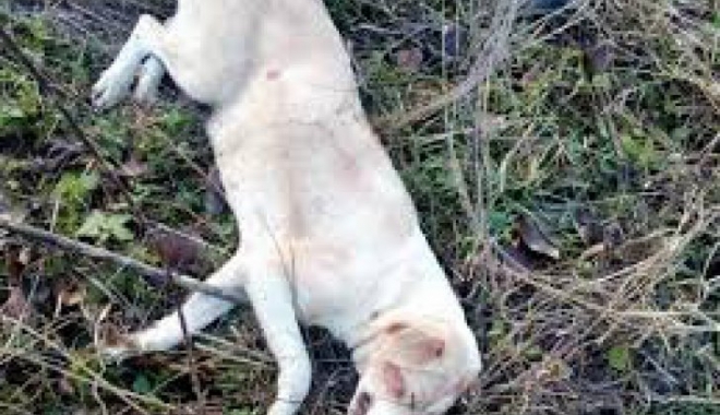 UN CAZ ȘOCANT TULBURĂ INTERNETUL! Câine împușcat pentru 