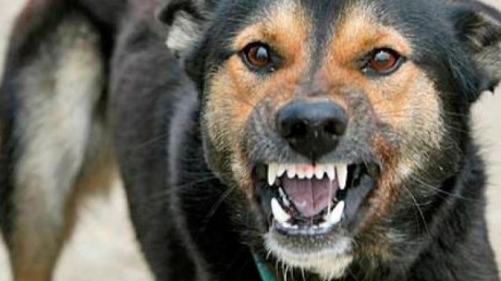 ȘOCANT! Un copil de șase ani a fost atacat de o haită de câini - caine64004300-1318591904.jpg