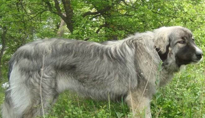 Câinii și bătrânețea - cainecapuse-1313075944.jpg
