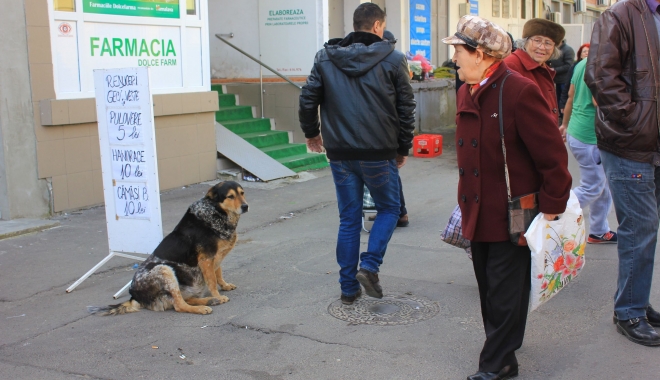 CÂT COSTĂ SĂRĂCIA ÎN CONSTANȚA? 100 milioane lei pentru un oraș de asistați social - cainecomunitar1-1491381906.jpg