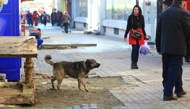 Maidanezii s-au reîntors în cartiere. Primăria Constanța nu cade la pace cu iubitorii de animale - cainecomunitaragresiv3-1458149406.jpg