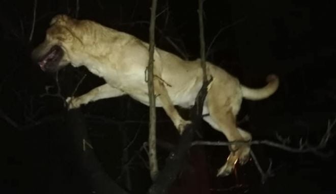 Oameni fără suflet: câine aruncat din mașaină într-un copac. Din fericire, patrupedul a fost salvat - cainecopac23144800-1552130111.jpg