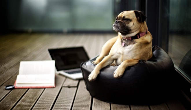 Câine inteligent, stăpân... neinspirat - caineinteligent-1393419615.jpg