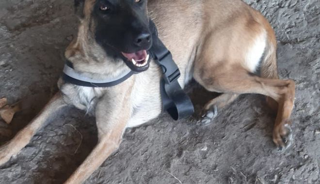 Ţigări de contrabandă, depistate la câinele poliţist, la bordul unei nave în Portul Constanța - caineleclara-1629456225.jpg