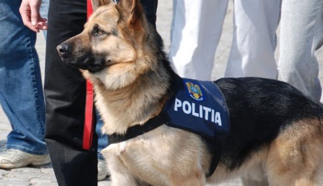 Mii de pachete de țigări, ascunse pe o navă, găsite de un câine polițist - cainepolitist1280x720-1617623655.jpg