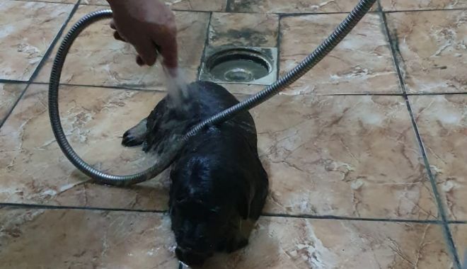 SUFLET SALVAT! Un câine scos din canalizare, adoptat de pompieri! - cainesalvatcanalizare15dec1-1576402942.jpg