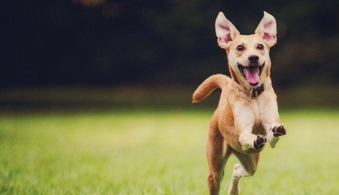 Peste 200 de câini aşteaptă să fie adoptaţi. Luaţi-vă alături un prieten pe viaţă!