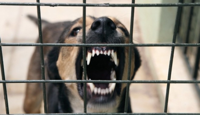 A MURIT mușcată de câinele său - caineturbatb1328529673-1361807285.jpg