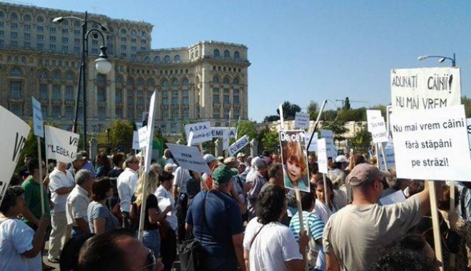 Protest în Capitală pentru eutanasierea câinilor fără stăpân - caini-1378630146.jpg