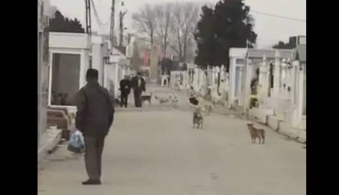 Video incredibil. Haitele de maidanezi din Cimitirul Central atacă doi bătrâni - caini-1449585972.jpg