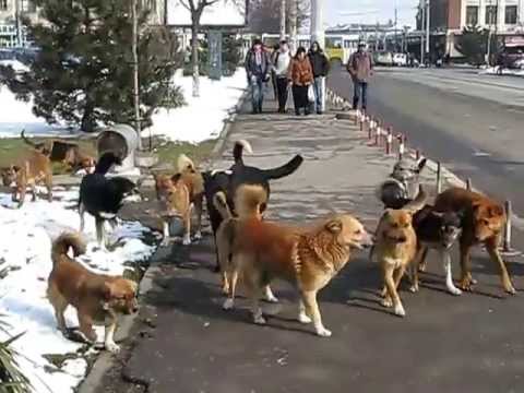Femeie mușcată de 15 câini, la marginea orașului - caini-1480954950.jpg