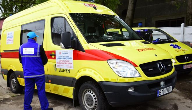 De astăzi, începe capturarea câinilor fără stăpân din municipiul Constanța! - caini-1555312803.jpg