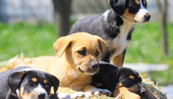Adăpostul de animale, închis de Paşte pentru cei care vor să adopte un câine - caini-1650528372.jpg