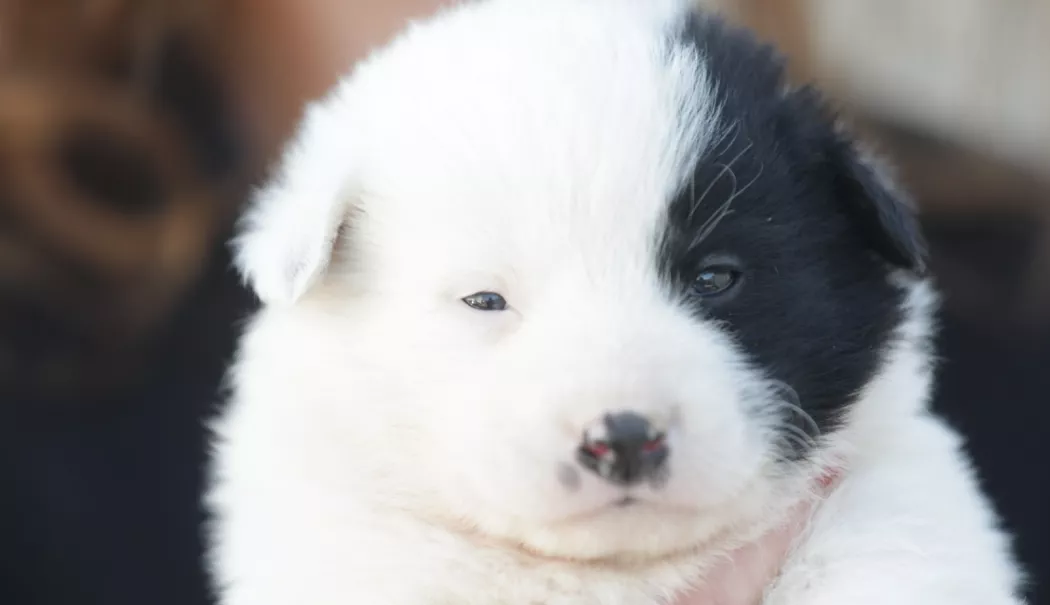 Adoptați! Oferiți-le a doua șansă cățeilor abandonați din Constanța! - caini-1773051321.webp