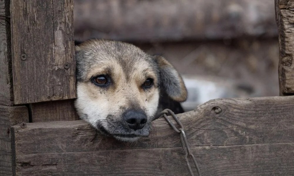 Legea protecției animalelor, înăsprită - caini-lant-1780312023.webp