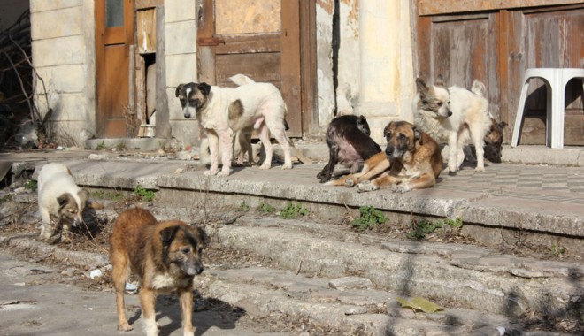 Femeie mușcată de un câine, transportată la spital - caini1331662195-1378812218.jpg