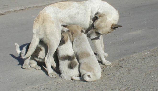 INCIDENT TERIFIANT. Femeie atacată de maidanez în plină stradă - caini3-1488214138.jpg