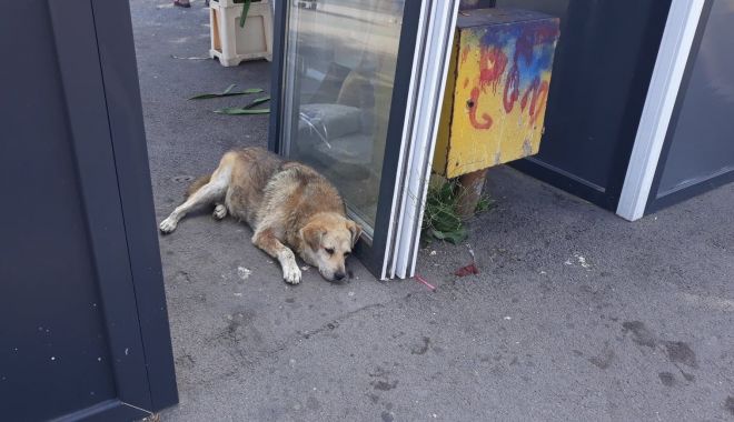 Turiștii, întâmpinați de maidanezii din zona Gării - caini6-1597246993.jpg