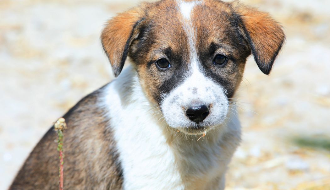 Microciparea și sterilizarea, soluții optime pentru rezolvarea problemei animalelor cu sau fără stăpân la Constanţa