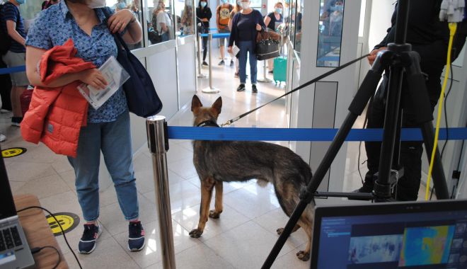 PREMIERĂ în România! Un bărbat cu COVID-19 a fost depistat pe aeroport cu ajutorul unui câine polițist - cainiaeroportcovid9mofh-1628329923.jpg