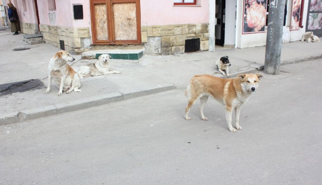CE FACEM CU MAIDANEZII? Cine este pentru și cine împotriva eutanasierii - cainicomunitari1-1378403612.jpg