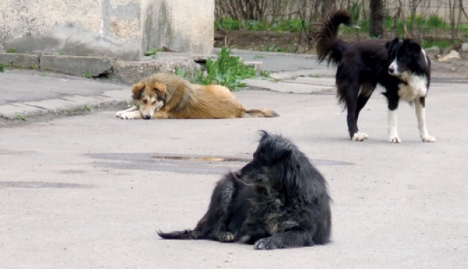 Mafia câinilor fără stăpân - cainicomunitari3-1317756871.jpg