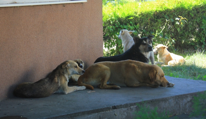 Invazia maidanezilor la Constanța. Câinii fără stăpân terorizează cartiere întregi - cainicomunitari4-1468945782.jpg