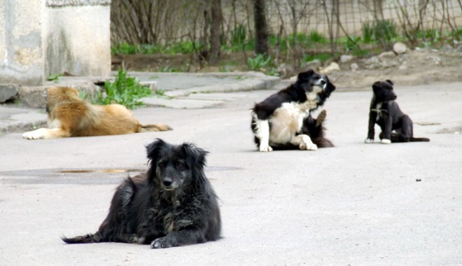 E oficial! Iată cum vom scăpa de câinii maidanezi. 