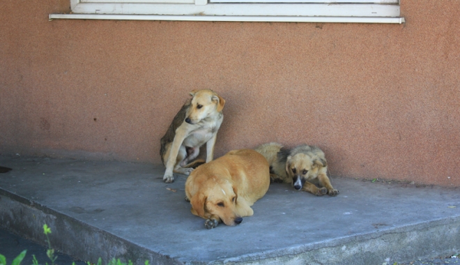 Invazia maidanezilor la Constanța. Câinii fără stăpân terorizează cartiere întregi - cainicomunitari5-1468945791.jpg