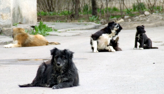 400 de câini pe lună, norma hingherilor la Constanța. Maidanezii vor avea site de promovare - cainicomunitari5-1489767714.jpg