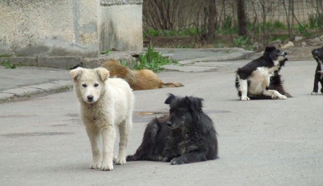 Cum va scăpa Constanța de maidanezi? - cainicomunitari6-1321993046.jpg