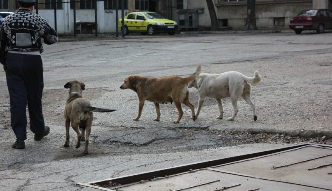Vrei să nu te mai atace maidanezii din Constanța? Iată ce trebuie să faci! - cainicomunitari6-1360951800.jpg