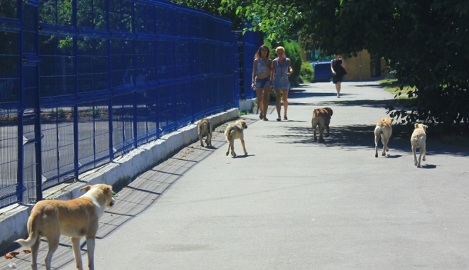 Invazia maidanezilor la Constanța. Câinii fără stăpân terorizează cartiere întregi - cainicomunitari7-1468945805.jpg