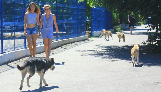 Invazia maidanezilor la Constanța. Câinii fără stăpân terorizează cartiere întregi - cainicomunitari8-1468945813.jpg