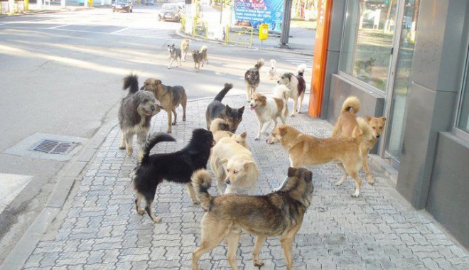 Haitele de maidanezi au pus stăpânire pe Constanța! - cainicomunitaripetomis-1313613708.jpg