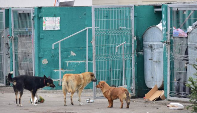 Teroare din cauza câinilor comunitari. 