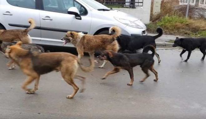 CÂINII MAIDANEZI FAC O NOUĂ VICTIMĂ! Copilă de cinci ani, sfâşiată în timp ce se juca pe stradă