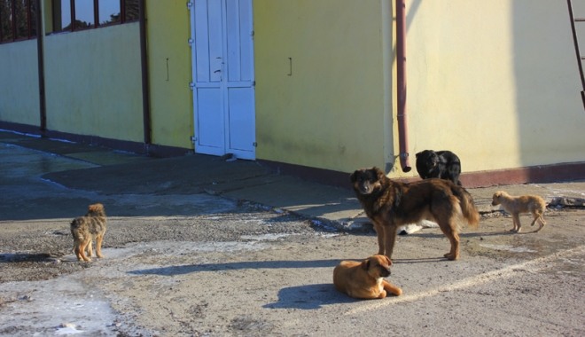 Câinii comunitari au reapărut prin cartiere.  Primarul Constanței promite un nou adăpost modern - cainifarastapancomunitarimaidane-1486399144.jpg