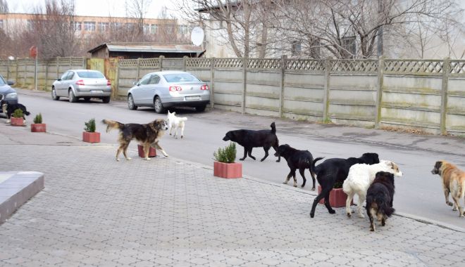 Câinii din Constanța, în atenția USR. Poate Primăria Constanța să-i sterilizeze gratuit? - cainiidinconstantainatentia-1550616144.jpg