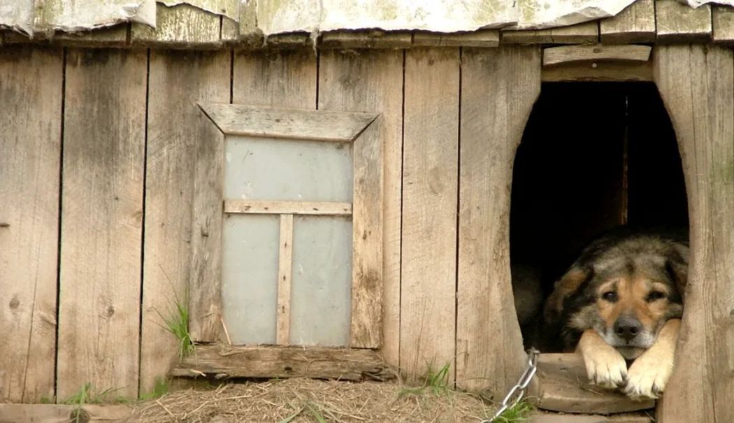 Proprietarii de câini din România care stau la curte riscă amenzi de sute de lei. Ce prevede legea