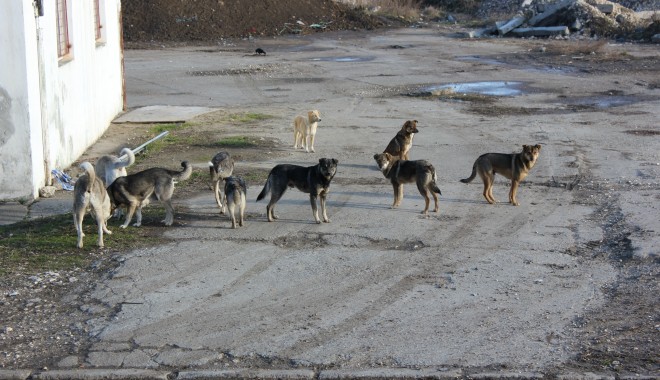 Campanie gratuită de sterilizare a câinilor comunitari, la Mangalia - cainimaidanezi4-1354609558.jpg