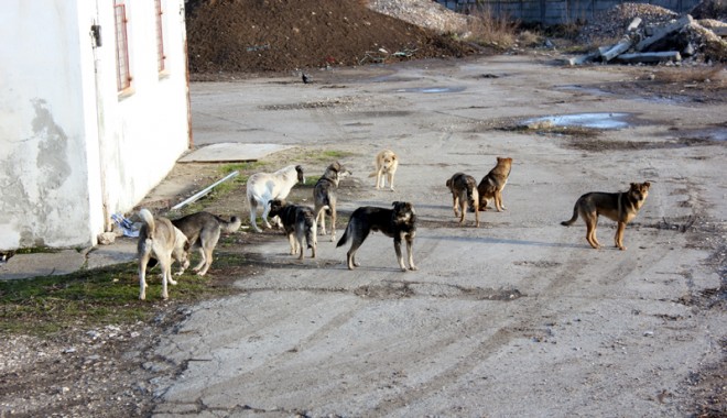 Maidanezii înnebuniți de căldură fac victime printre constănțeni - cainimaidanezi5-1371657611.jpg