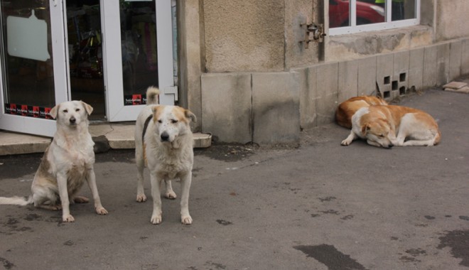 HINGHERII, DEPĂȘI DE SITUAȚIE! Aproape 3000 de constănțeni MUȘCAȚI DE MAIDANEZI! - cainimaidanezicomunitari2-1364998473.jpg