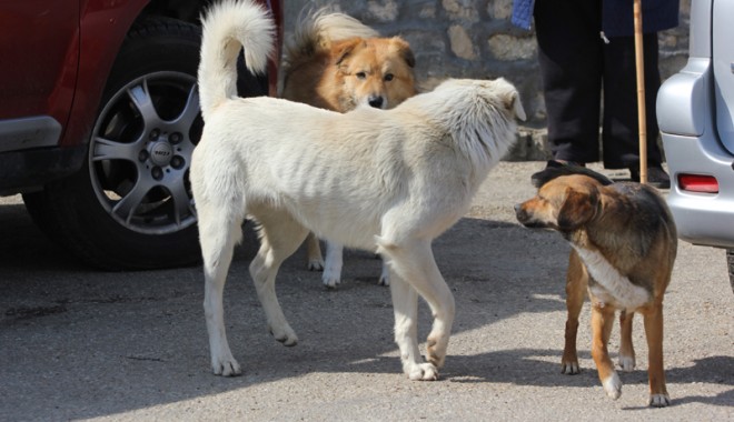 Primăria Mangalia începe campania de adopție a maidanezilor - cainimaidanezicomunitari71346949-1380574710.jpg