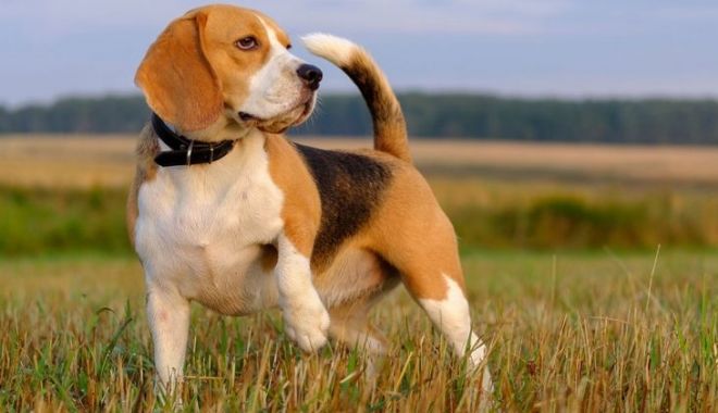 Mii de câini din rasa Beagle au fost salvați dintr-o pepinieră, înainte să ajungă cobai - cainisalvati-1660232778.jpg