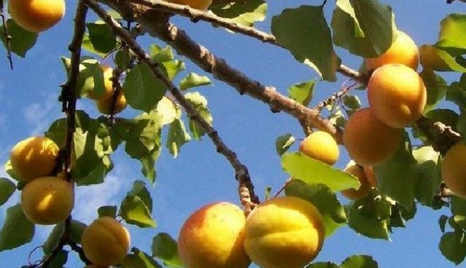 Prinși în livadă, la furat de fructe - caise-1372245288.jpg